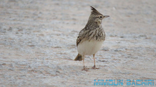 Oiseaux
