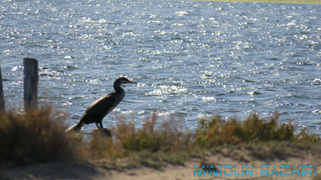 Oiseaux