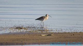 Oiseaux