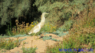 Oiseaux