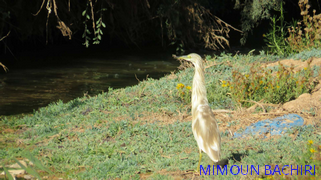 Bécasseau cocorli