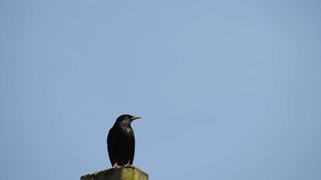 Oiseaux