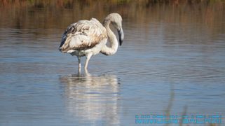 Oiseaux