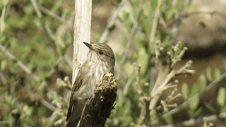 Oiseaux