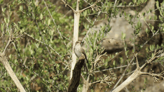 Agama impalearis