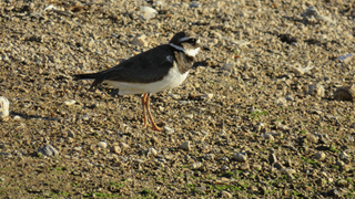 Oiseaux