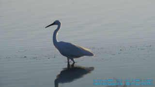 Oiseaux