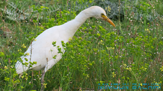 Oiseaux
