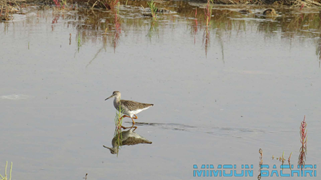 Oiseaux
