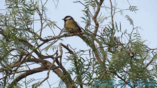 Oiseaux