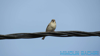 Moineau domestique
