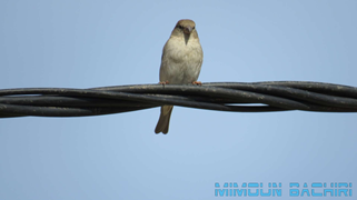 Moineau domestique