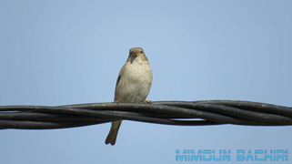 Moineau domestique