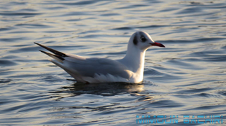 Mouette rieuse