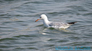 Mouette rieuse