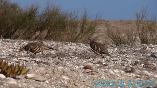 perdrix gambra