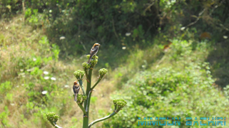 Oiseaux