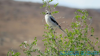 Oiseaux