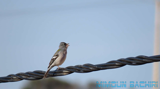 Oiseaux