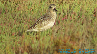 Oiseaux