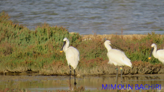 Bécasseau cocorli