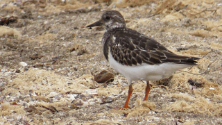 Oiseaux