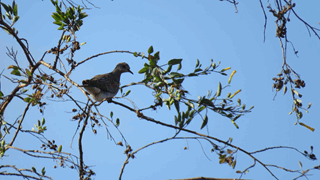 Oiseaux