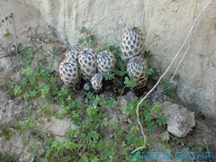 cistanche mauritanica