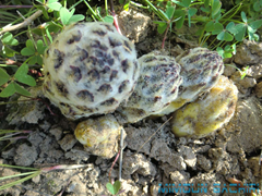cistanche mauritanica
