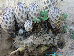 cistanche mauritanica