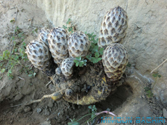 cistanche mauritanica
