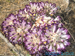 cistanche mauritanica
