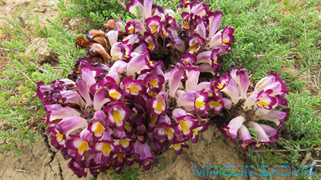 cistanche mauritanica