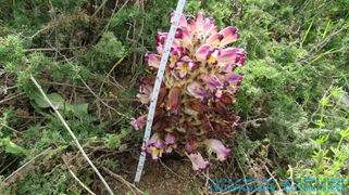 cistanche mauritanica