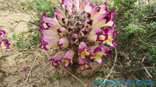 cistanche mauritanica