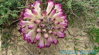 cistanche mauritanica