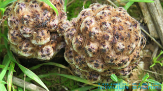 cistanche mauritanica