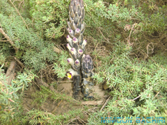 Les Plantes