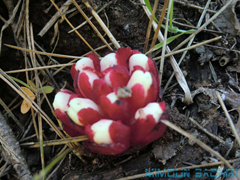 Les Plantes
