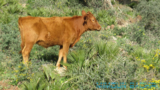 Gourougou