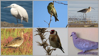 Oiseaux