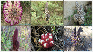 plantes